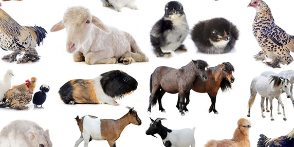 Bild på många olika djur till exempel hästar, får, getter och hönor.